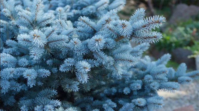 پس زمینه نوئل آبی