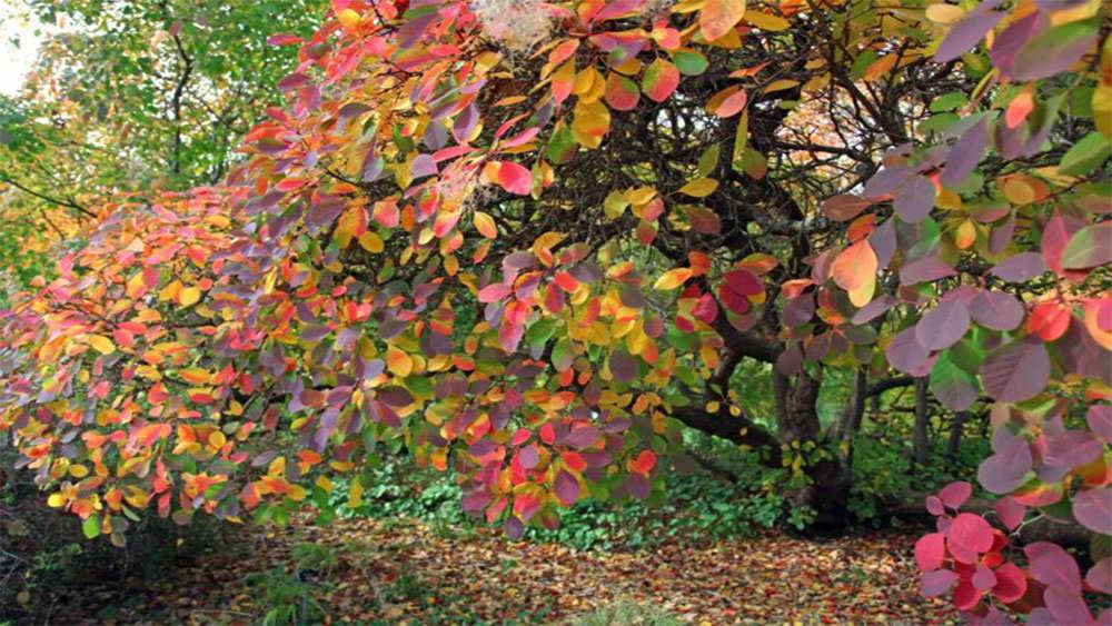 درخت پر آمریکایی در پاییز