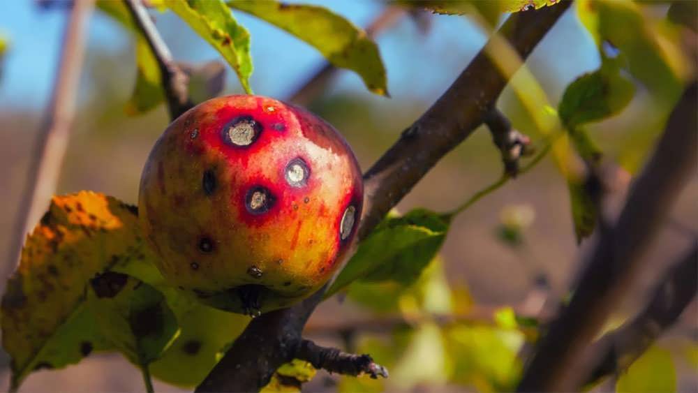 لکه سیاه سیب