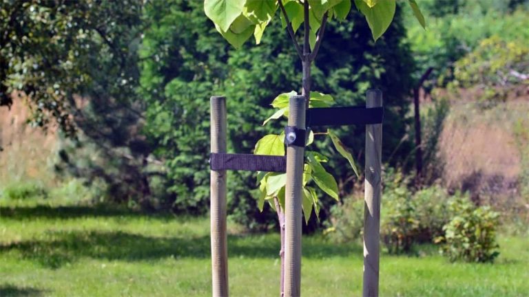 پس زمینه قیم بندی درخت