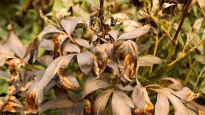 بیماری رایج گیاهان