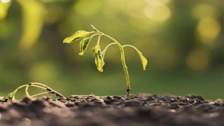 بیماری بوته میری