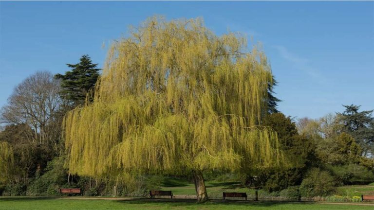 پس زمینه درخت بید مجنون