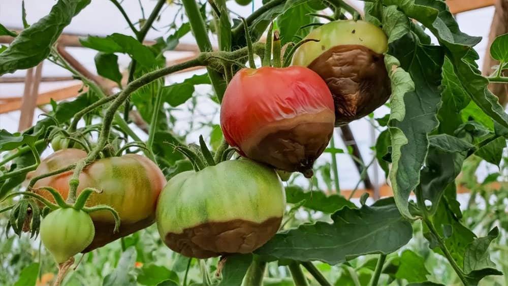 پوسیدگی گلگاه