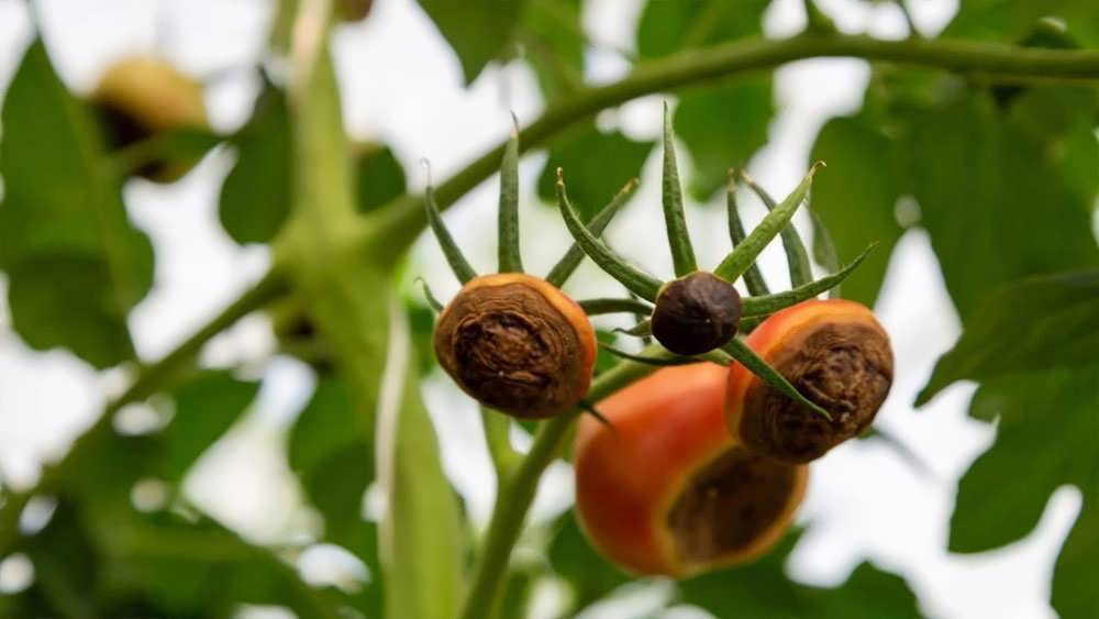 پوسیدگی گلگاه