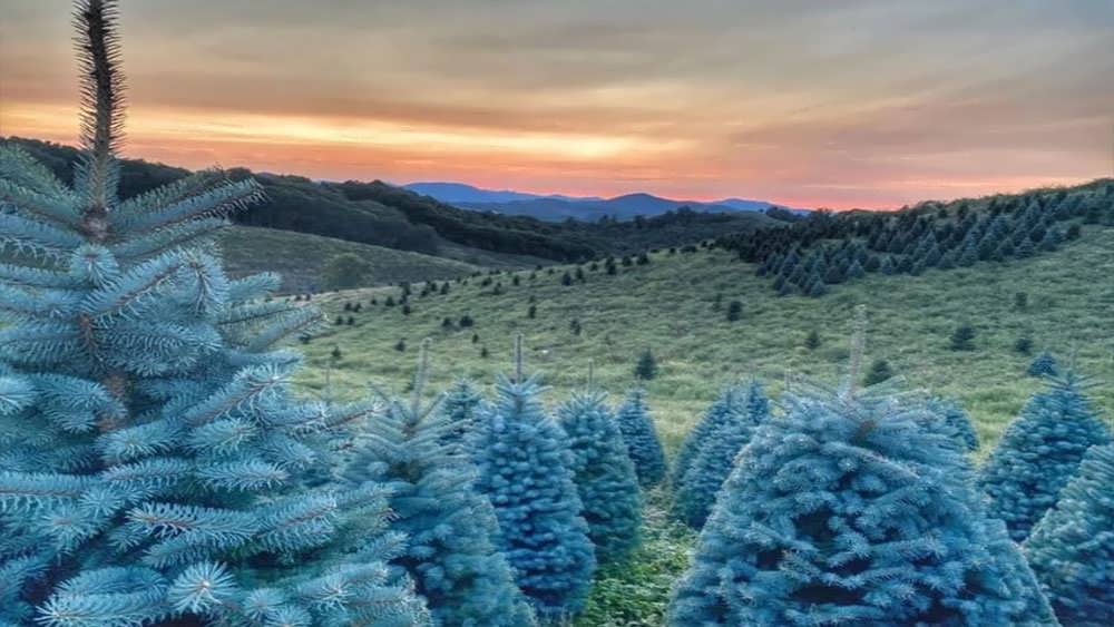 مزرعه نوئل آبی