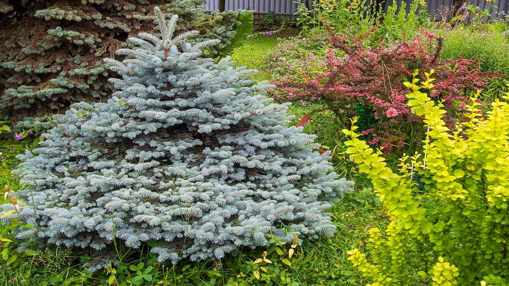 کاج نوئل آبی 