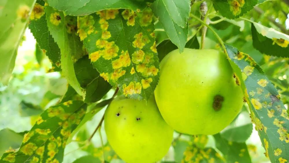 زنگ سیب و سدر