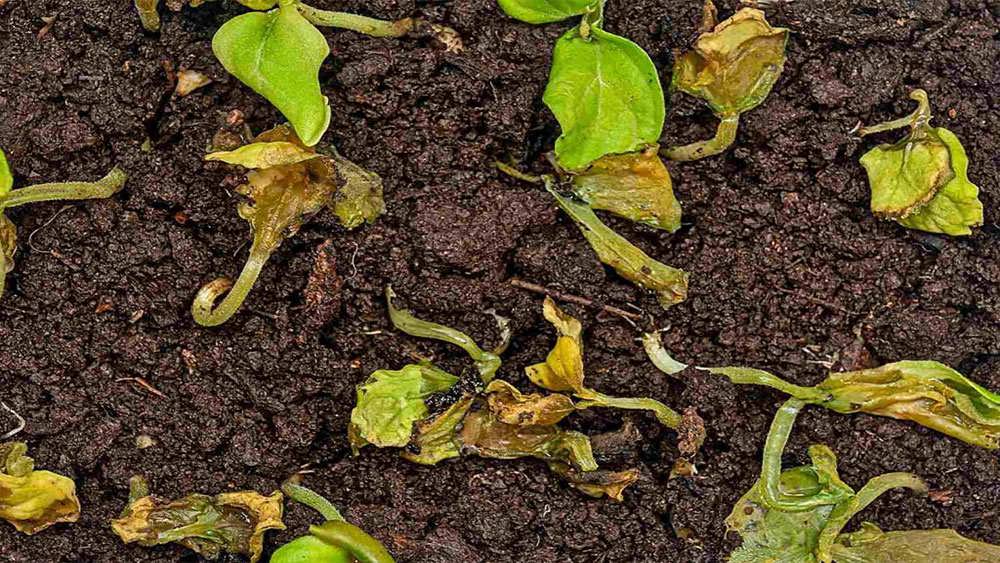 درمان بیماری مرگ گیاهچه