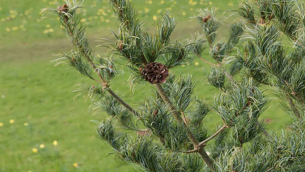 کاج سفید پاکوتاه