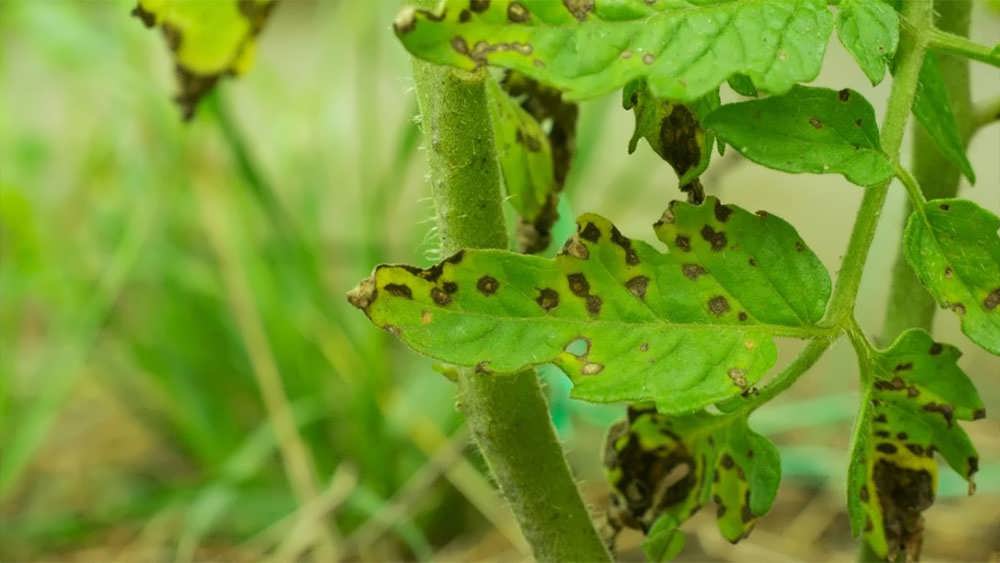 بلایت زودرس