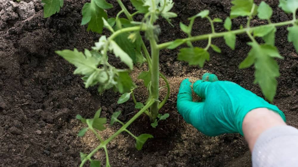 کوددهی گوجه فرنگی با پودر ماهی