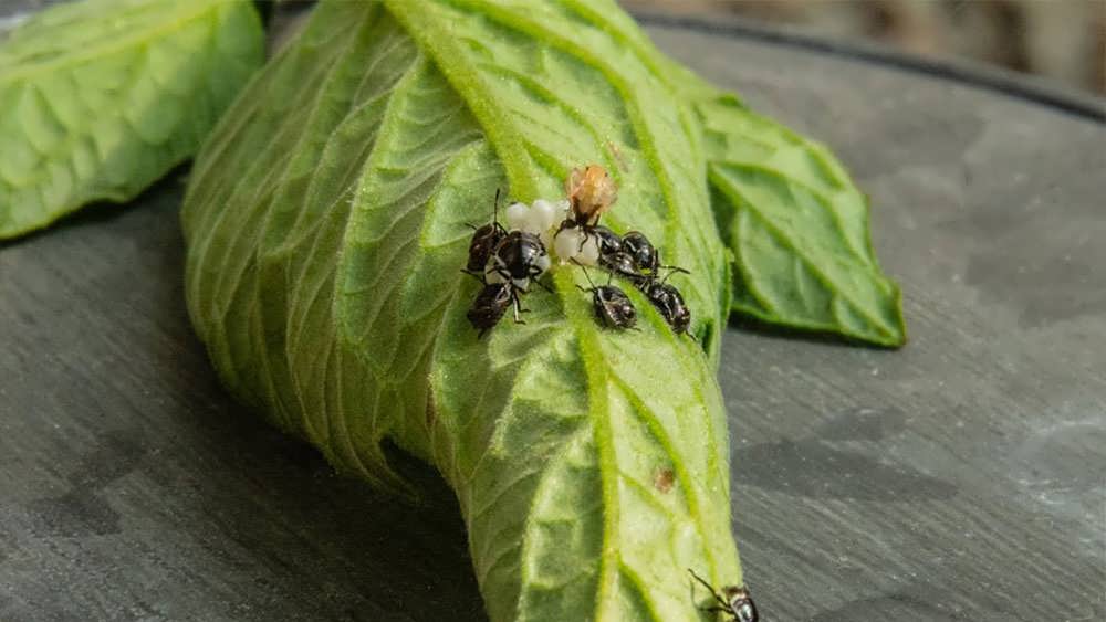 سوسک های ککی