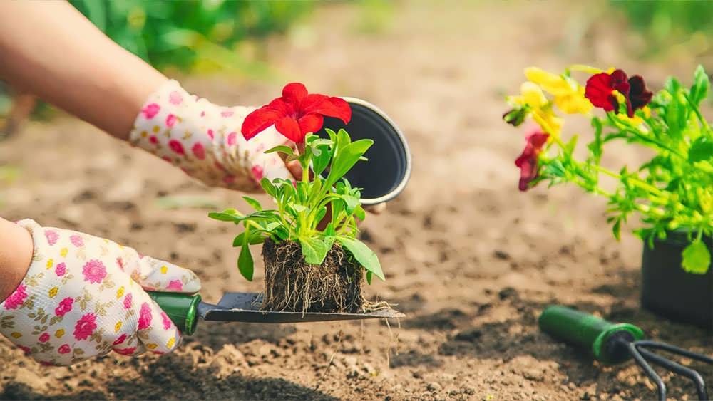 اشتباهات نشاکاری گل