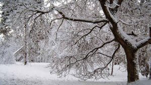 پس زمینه اقدامات بعد از سرمازدگی درختان