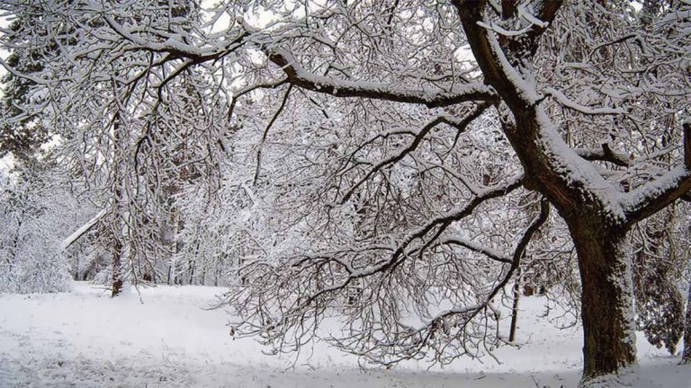 پس زمینه اقدامات بعد از سرمازدگی درختان