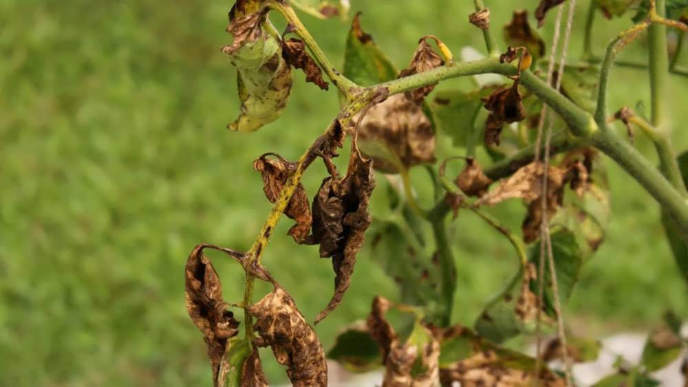 پژمردگی فوزاریومی