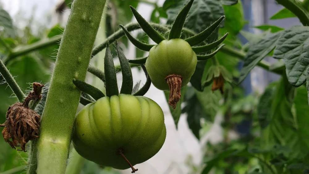 گوچه فرنگی نارس