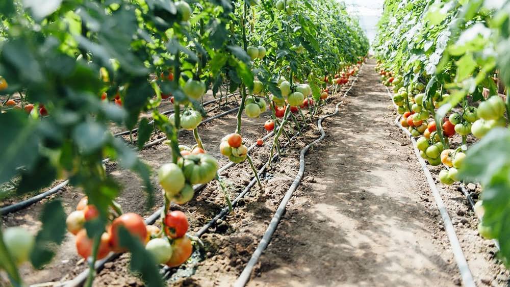 کشت گوجه فرنگی در گلخانه
