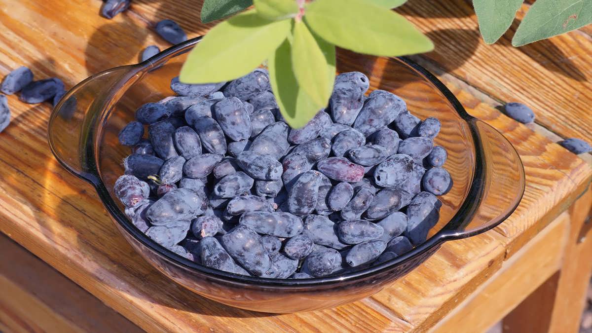 پس زمینه پرورش هاتی بری