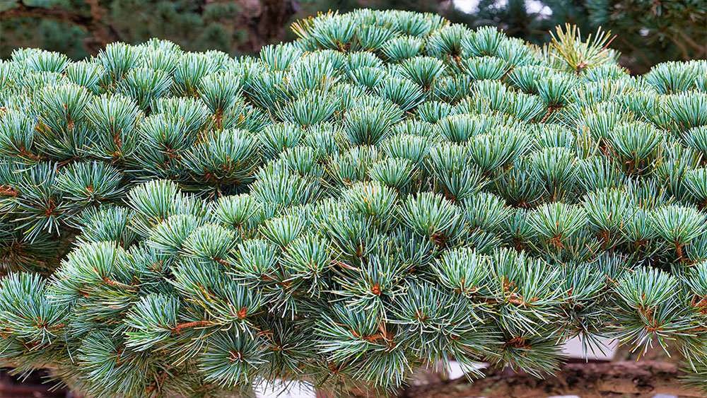 کاج سفید ژاپنی