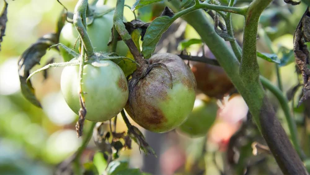 بلایت دیررس