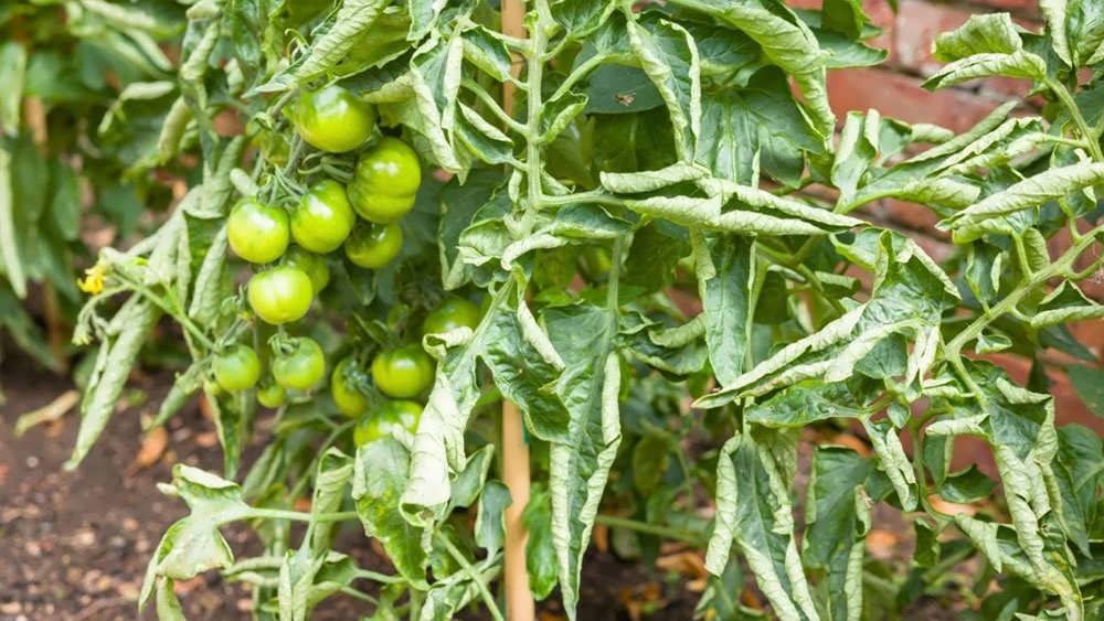 پیچیدگی برگ