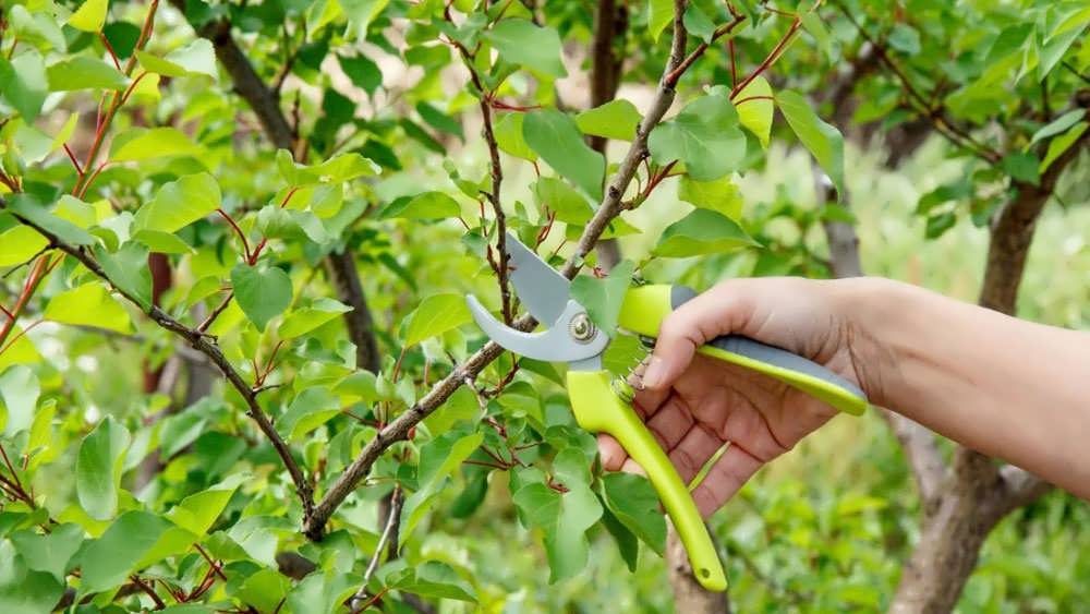 حفظ رشد سالم با بلوغ درخت