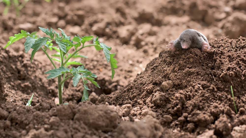 موش کور آفت باغ