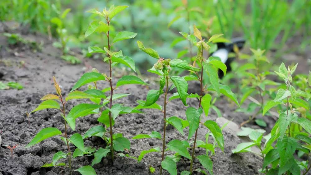 نظارت و مراقبت