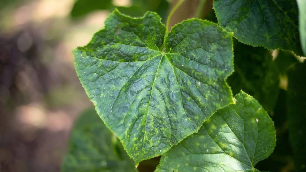 ویروس موزاییک