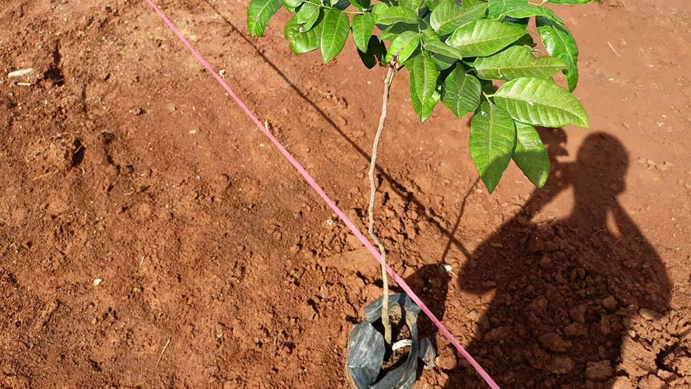 نهال رامبوتان