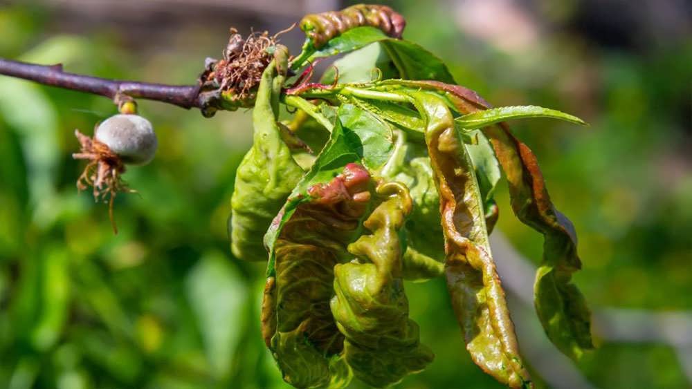 پیچیدگی برگ هلو