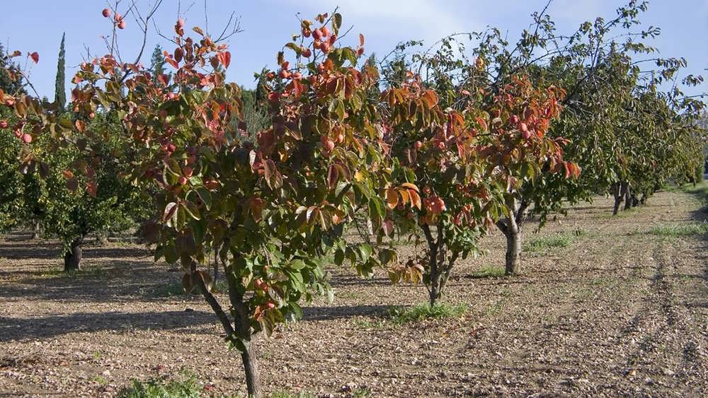 انتخاب محل کاشت