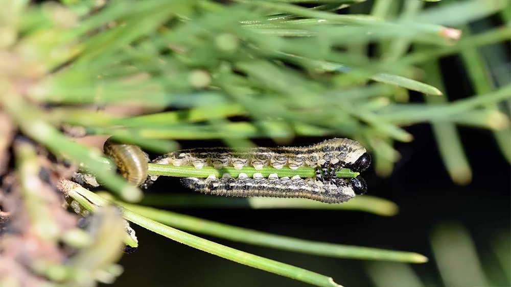 لارو سافلای روی کاج