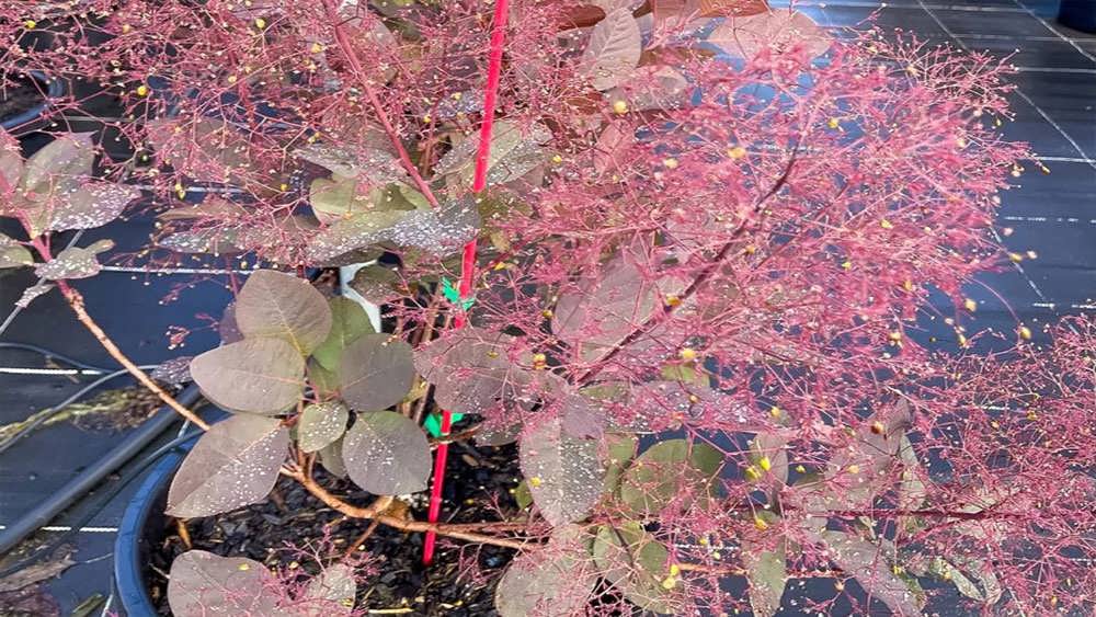 شکوفهٔ صورتیِ درخت پر