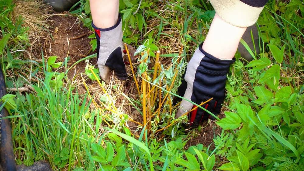 ریشه کاری گیاه