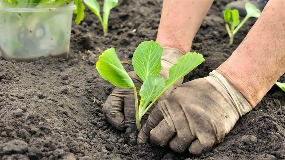 کاشت نشای کلم