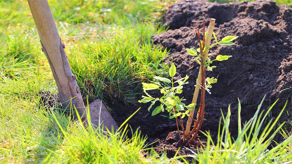 کاشت نهال هانی بری