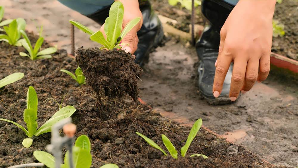 کاشت نشای کاهو