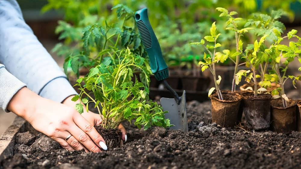 کاشت نشا در زمین