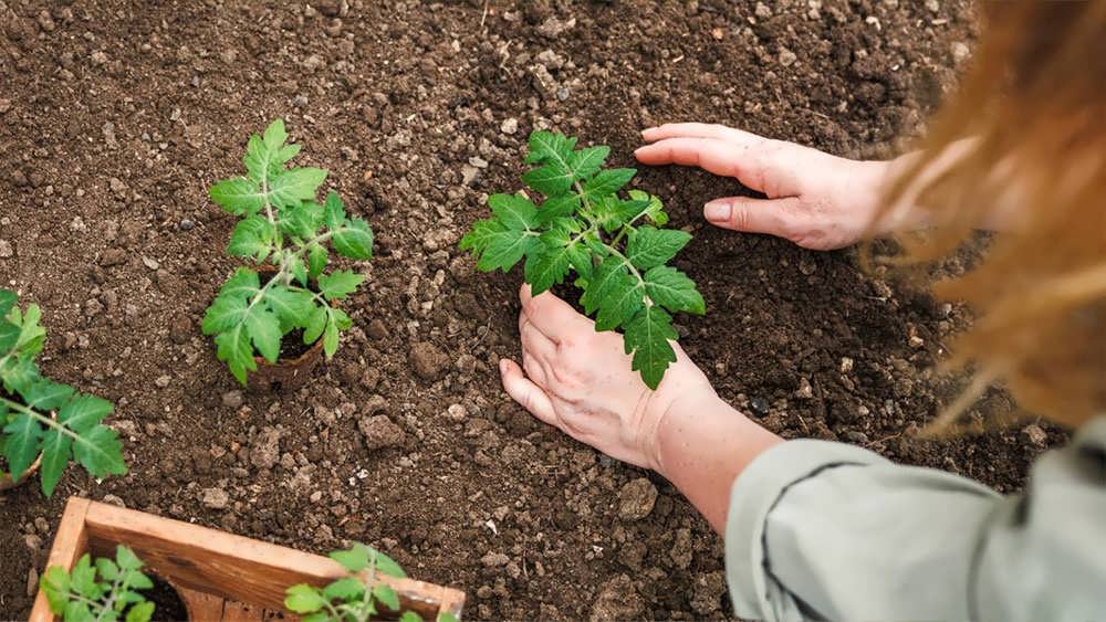 کاشت نشای گوجه فرنگی