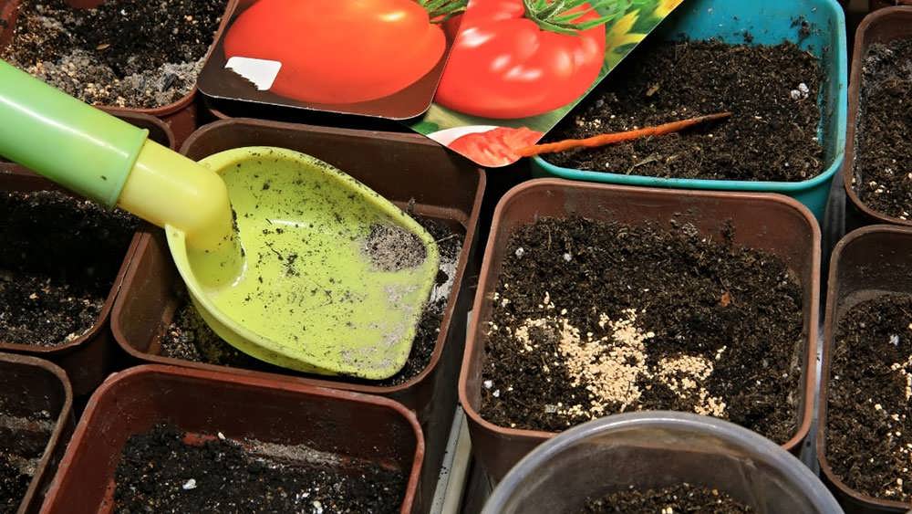 کاشت بذر گوجه فرنگی