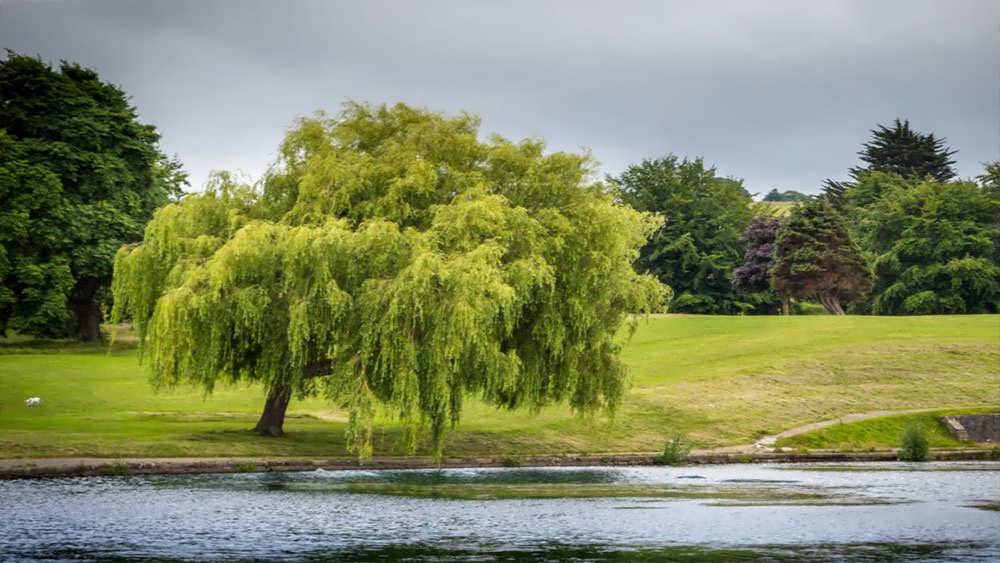 بید کنار برکه