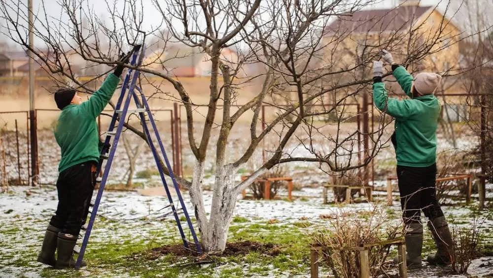 هرس بعد از سرمازدگی