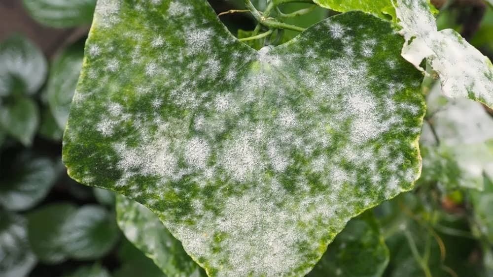 سفیدک پودری