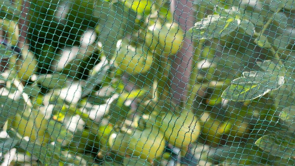 توری محافظ بوته های گوجه فرنگی