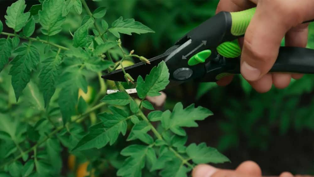 هرس گوچه فرنگی