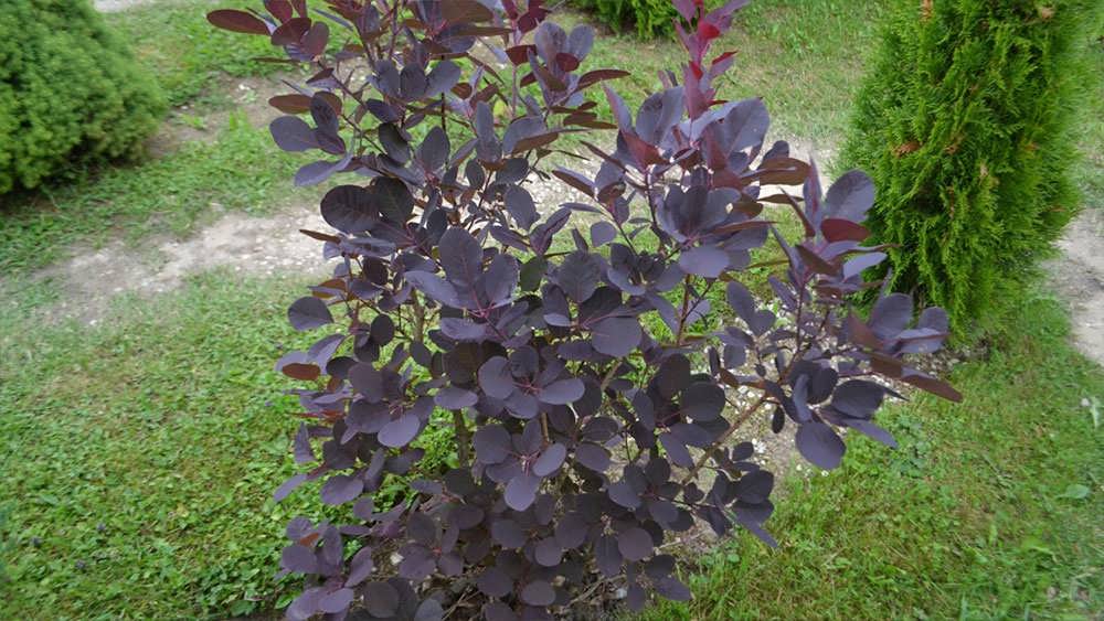 درخت پر بنفش