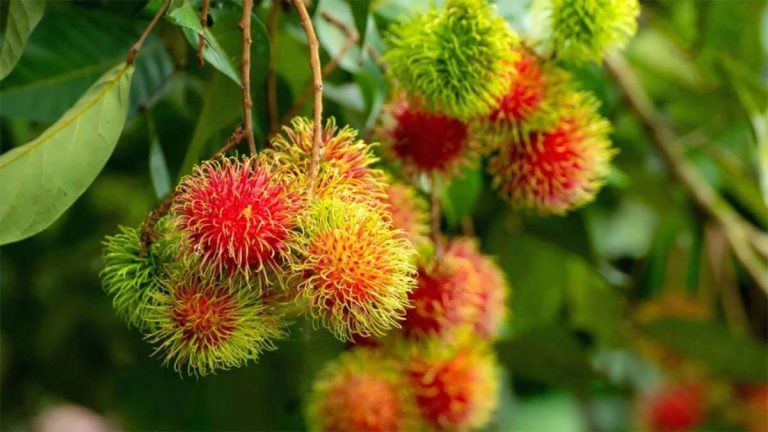 پس زمینه کاشت رامبوتان